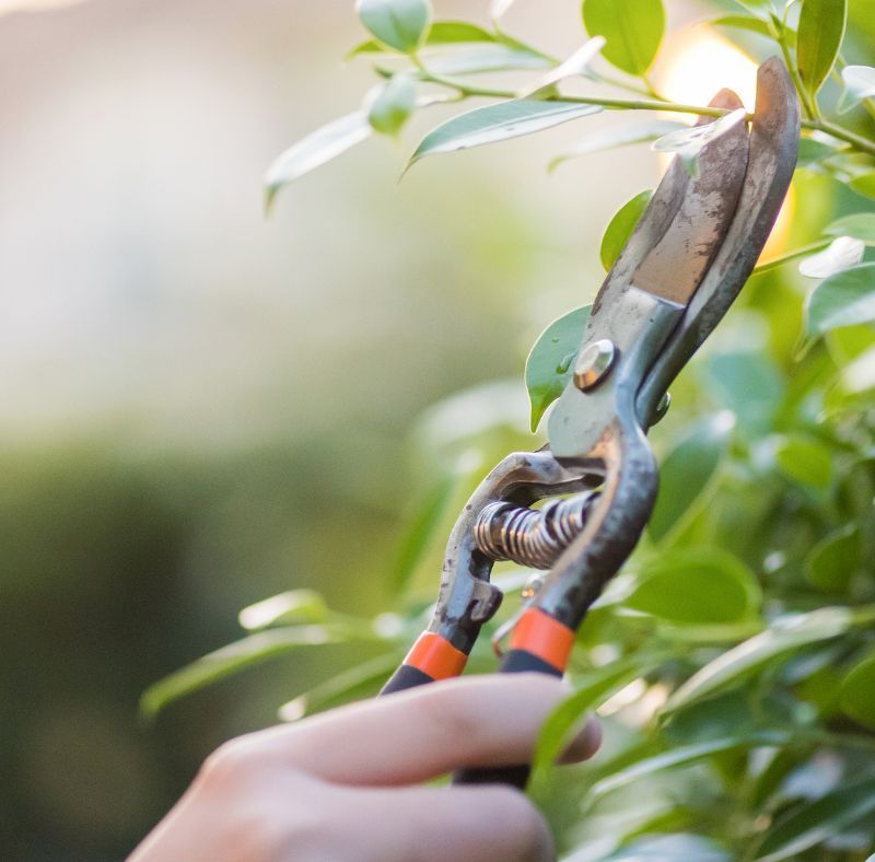 Jardinería